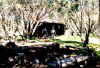 johnsons_hut.jpg (42843 bytes)